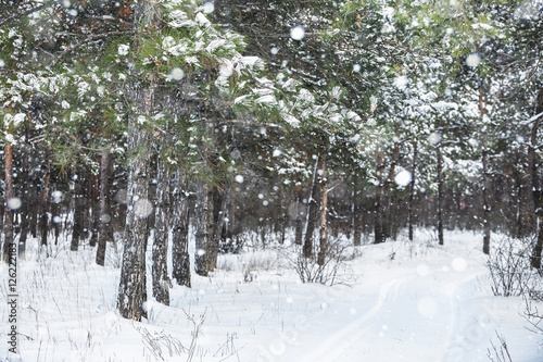 Winter snowy forest. Snowfall. Snow on the branches of trees. Winter background.