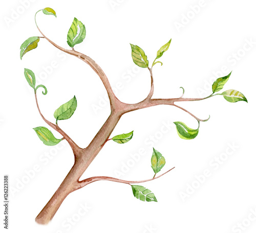 stylised tree branch on white background for your design. waterc