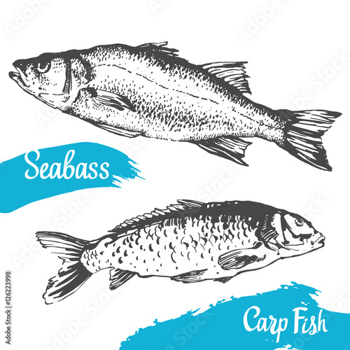 Hand drawn vector illustration with seabass and carp fish. Market. Seafood menu. Brush calligraphy elements for your design. Handwritten ink lettering.