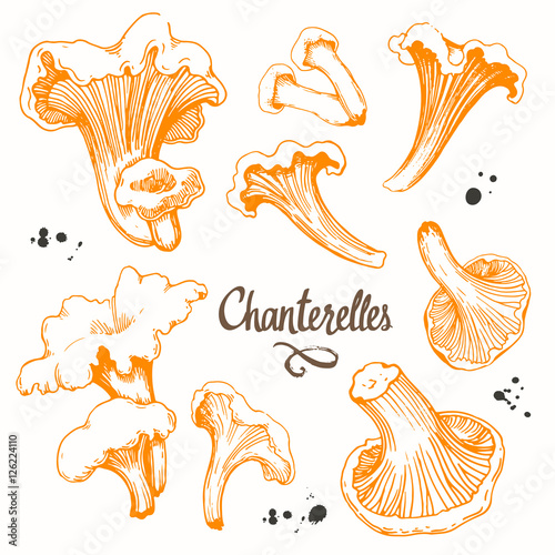 Vector illustration with set of mushrooms in sketch style. Hand-drawn chanterelles on white background. Delicatessen orange . Autumn forest harvest.