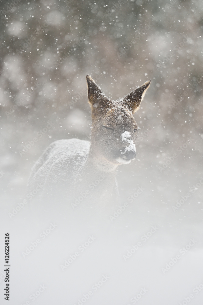 Fototapeta premium Roe deer in the snowstorm. Roe deer on snow. Roe deer in winter.
