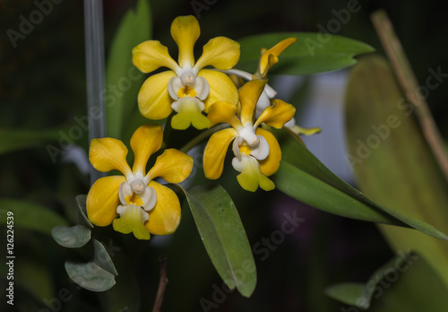 Yellow Aerides orchid flower on nature