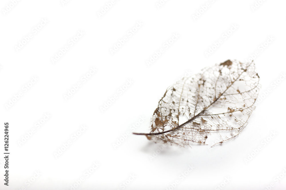 Obraz premium Dried Leaf Skeleton isolated on white background.