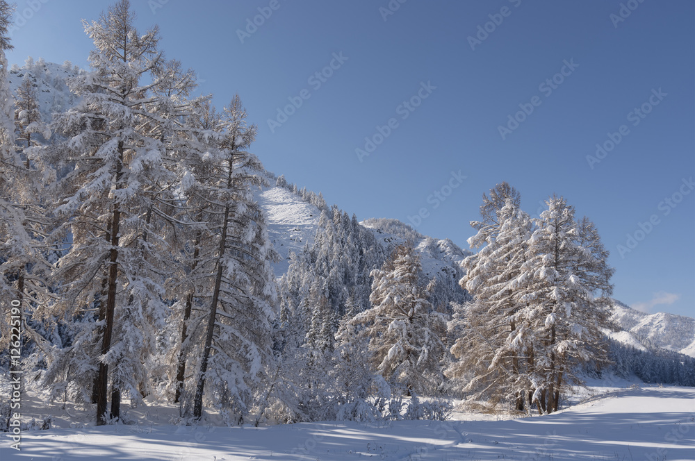 Snow covered larch and fir trees in the highlands. The snow spar Snow covered larch and fir trees in the highlands. The snow spar
