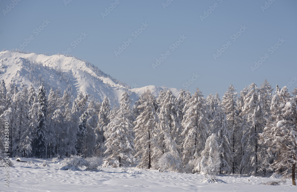 Snow covered larch and fir trees in the highlands. The snow spar