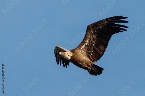 Griffon vulture flying on the blue sky, nature habitat, spanish andalusia, Gyps fulvus, wild spain, iberian wildlife