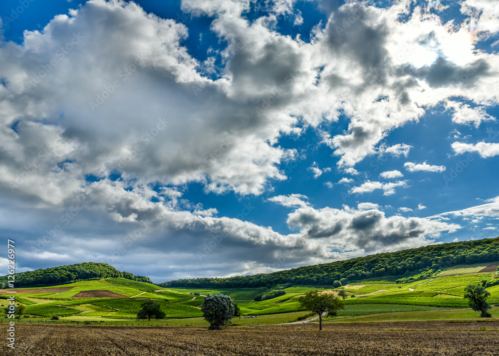 Fototapeta premium campaign with sky, cloudy, vines, trees and fields