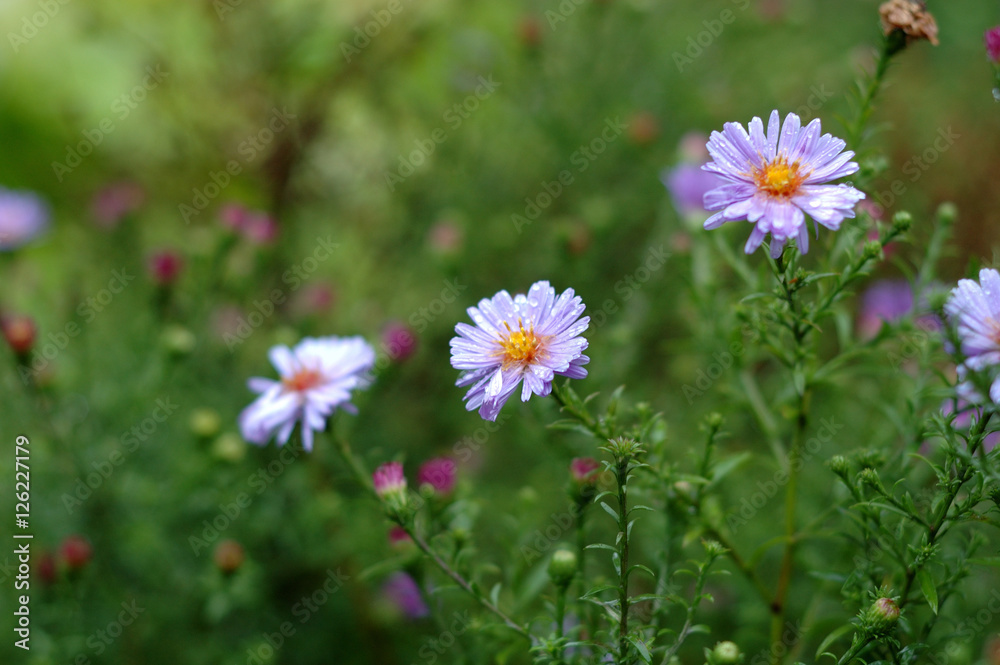 Some violet flowers on the background of green in early autumn. Some violet flowers on the background of green in early autumn.