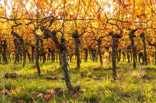 Fototapeta Naklejka Na Ścianę i Meble -  vineyards in autumn