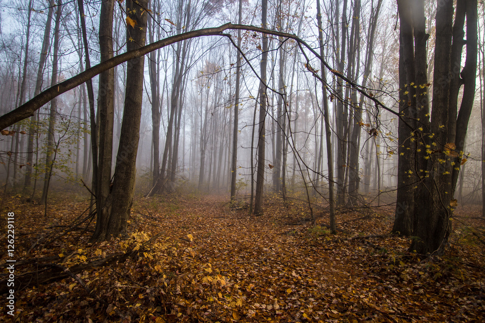 Obraz premium Foggy Forest Trail In Autumn. Leaves line a trail through a foggy forest autumn landscape in autumn