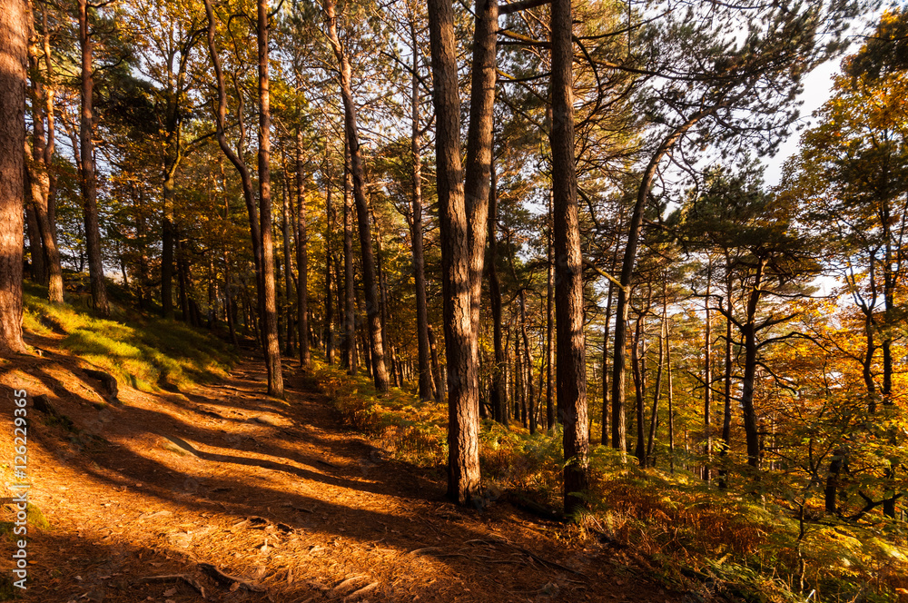 Fototapeta premium forest and autumn