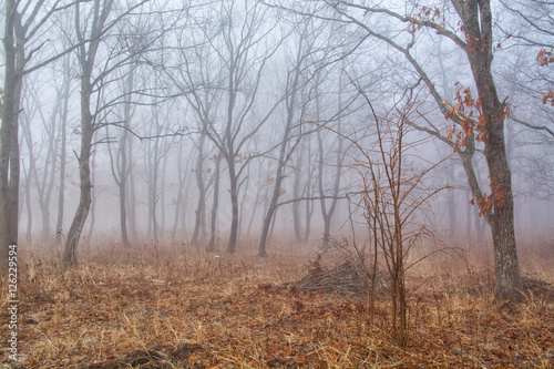 Fog among the trees