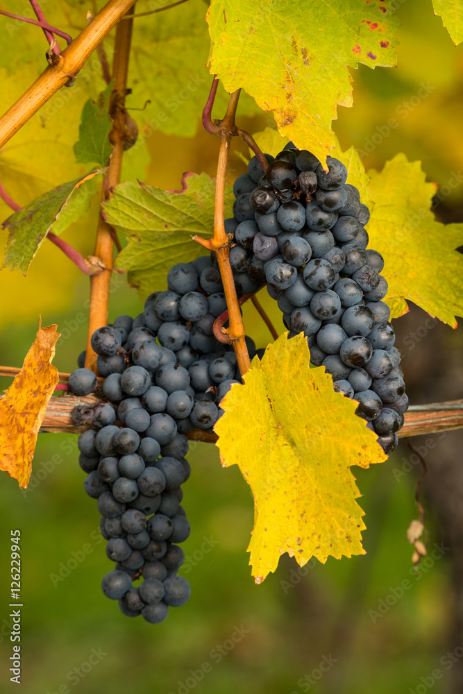 grapes of vines in autumn
