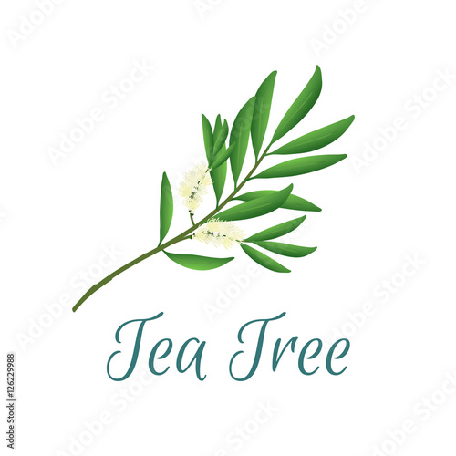 Tea tree branch with flowers and leaves. Malaleuca or tea tree design composition. Vector illustration for web or print