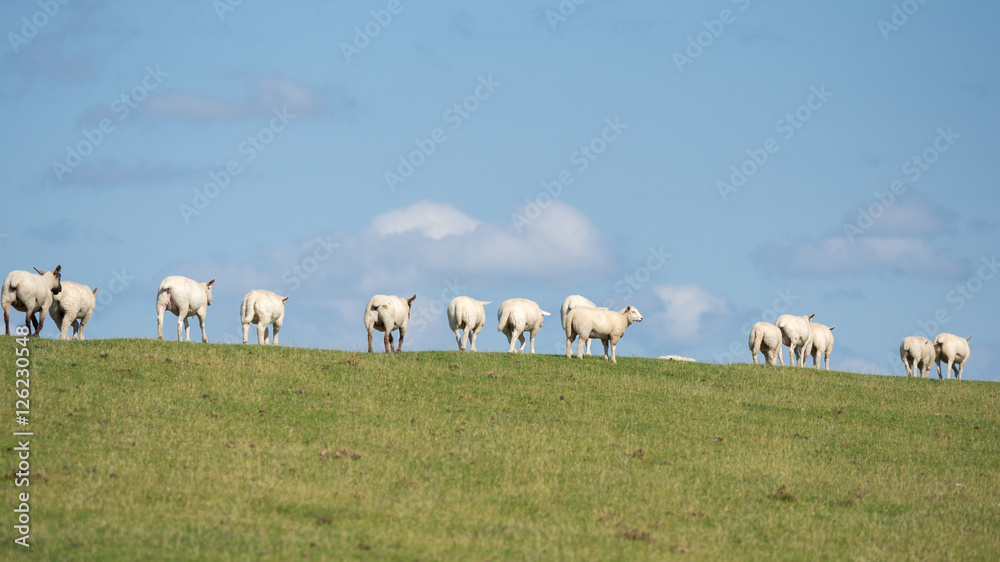Obraz premium Sheep
