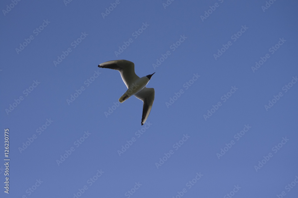 flying seagull flying seagull