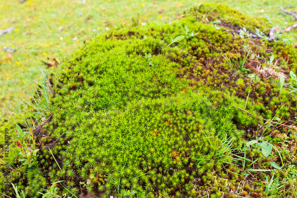 Common haircap moss, star moss (Polytrichum commune)