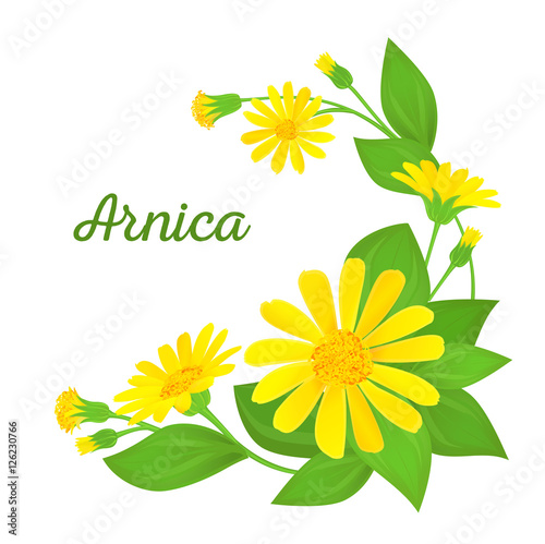 Floral composition with medicinal plant. Branches of arnica with flowers, buds and leaves. Vector illustration