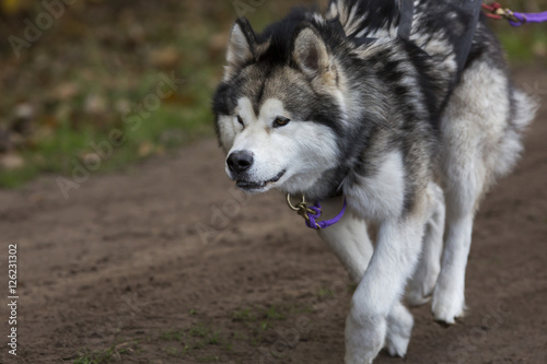 Husky gaat voor de winst. photo