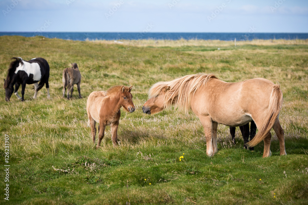 Islandpferde Stute mit Fohlen auf der Weide