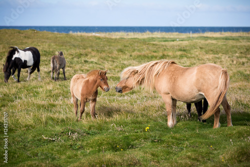 Islandpferde Stute mit Fohlen auf der Weide © annebe