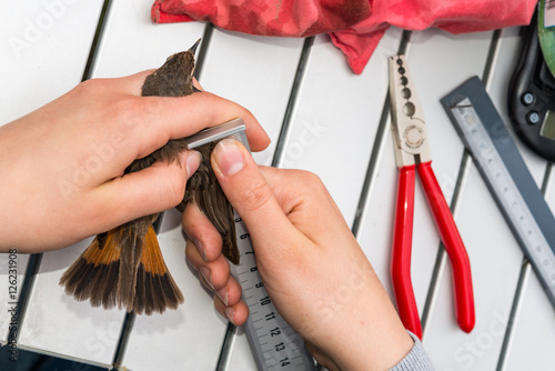 bluethroat   bird ringing photo