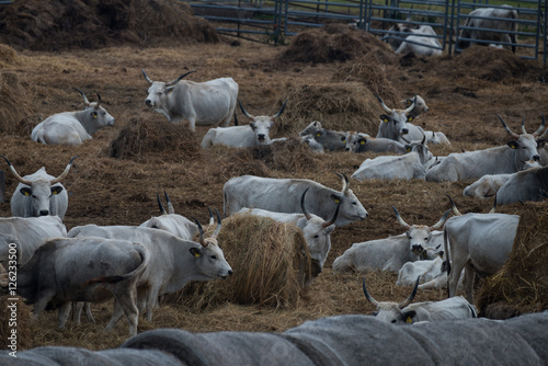 Fototapeta Naklejka Na Ścianę i Meble -  Hungarian Grey cattle on a local farm