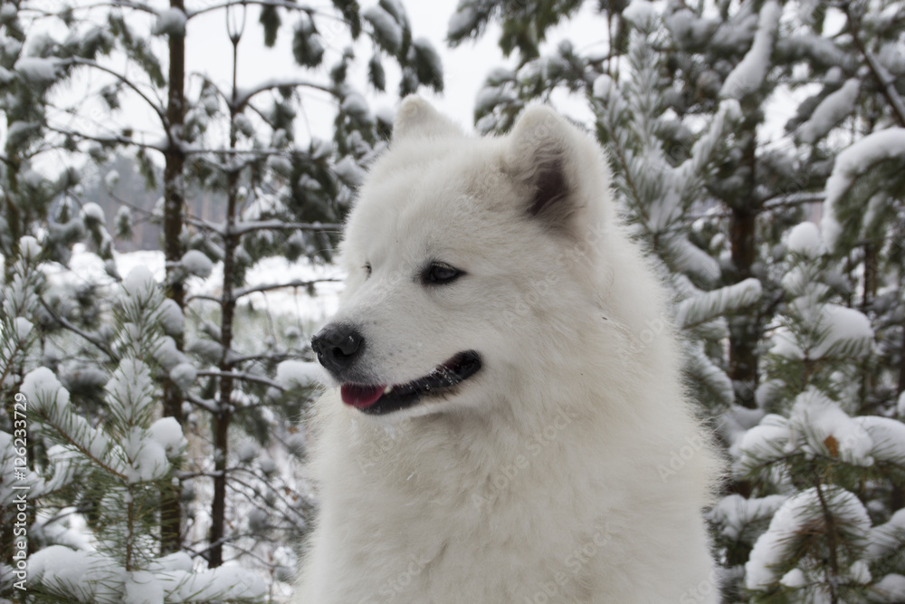 Dog on a snow background. Dog on a snow background.
