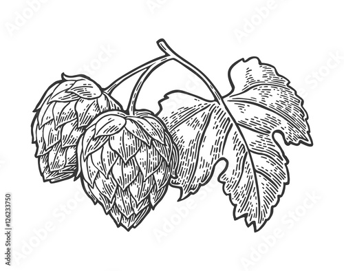 Hop herb plant wih leaf. Vector vintage engraved illustration.