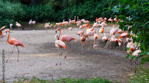 flamingos are standing zoo in Prague