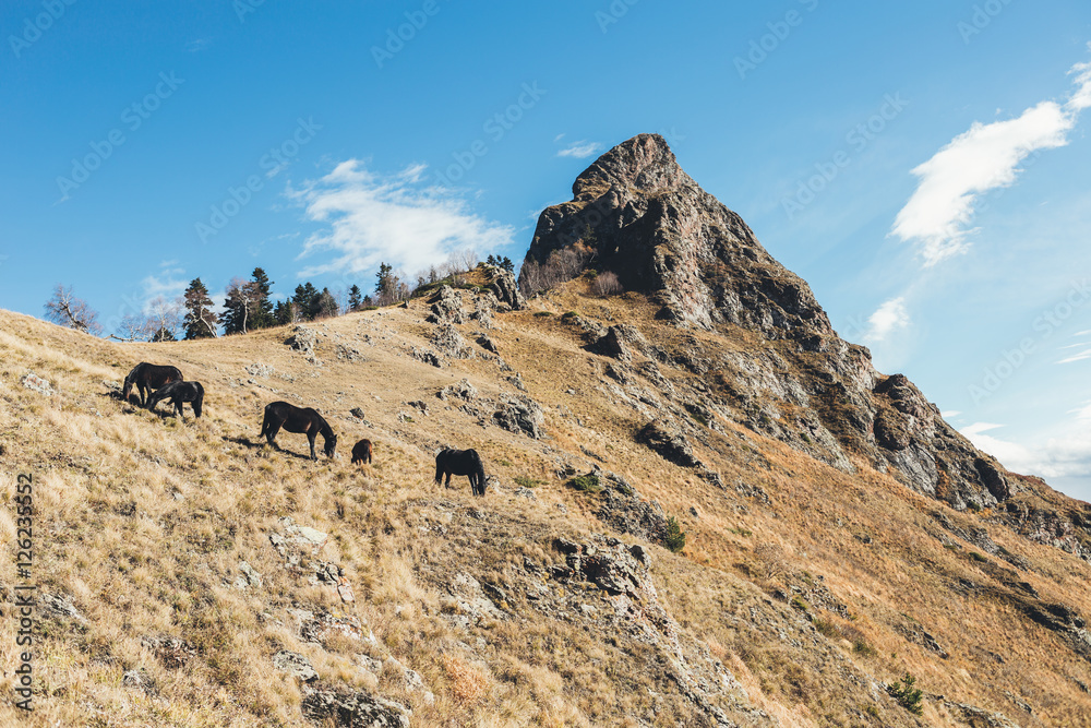 a herd of horses in the reserve in the Caucasus