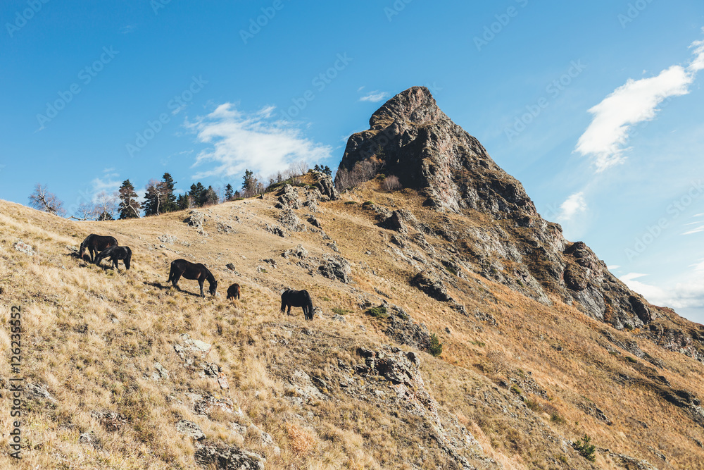 a herd of horses in the reserve in the Caucasus a herd of horses in the reserve in the Caucasus