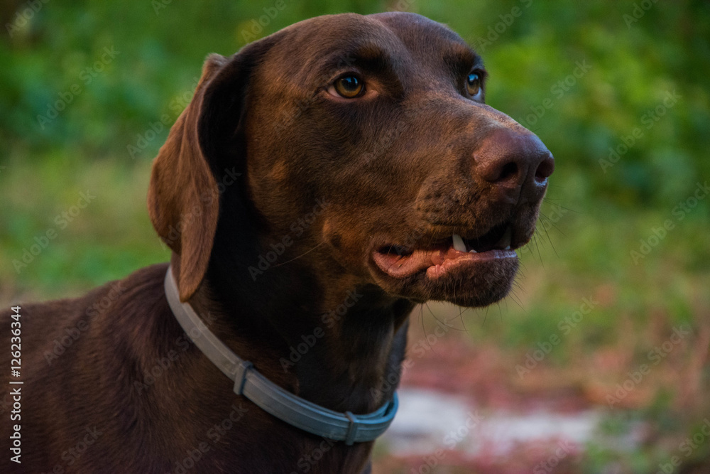 labrador labrador