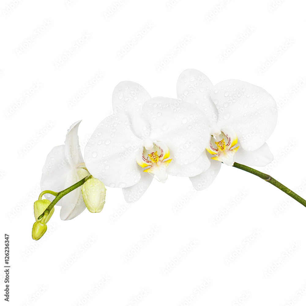 Obraz premium Three day old white orchid isolated on white background. Closeup.