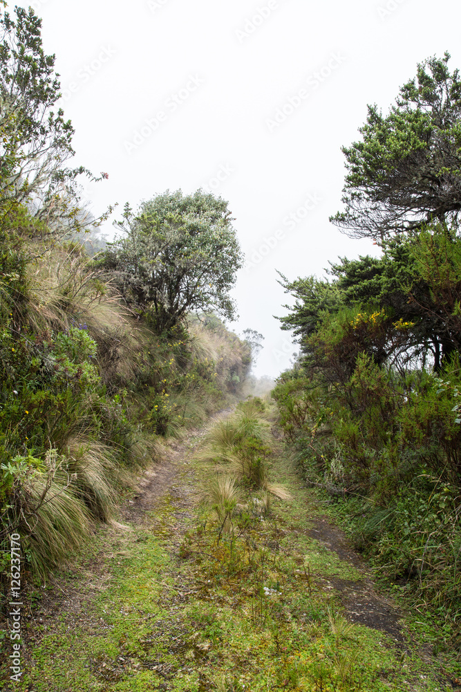 Fahrweg, Wanderweg, Nordflanke Pichincha, am Beginn des Nebelwaldes; Quito Ecuador