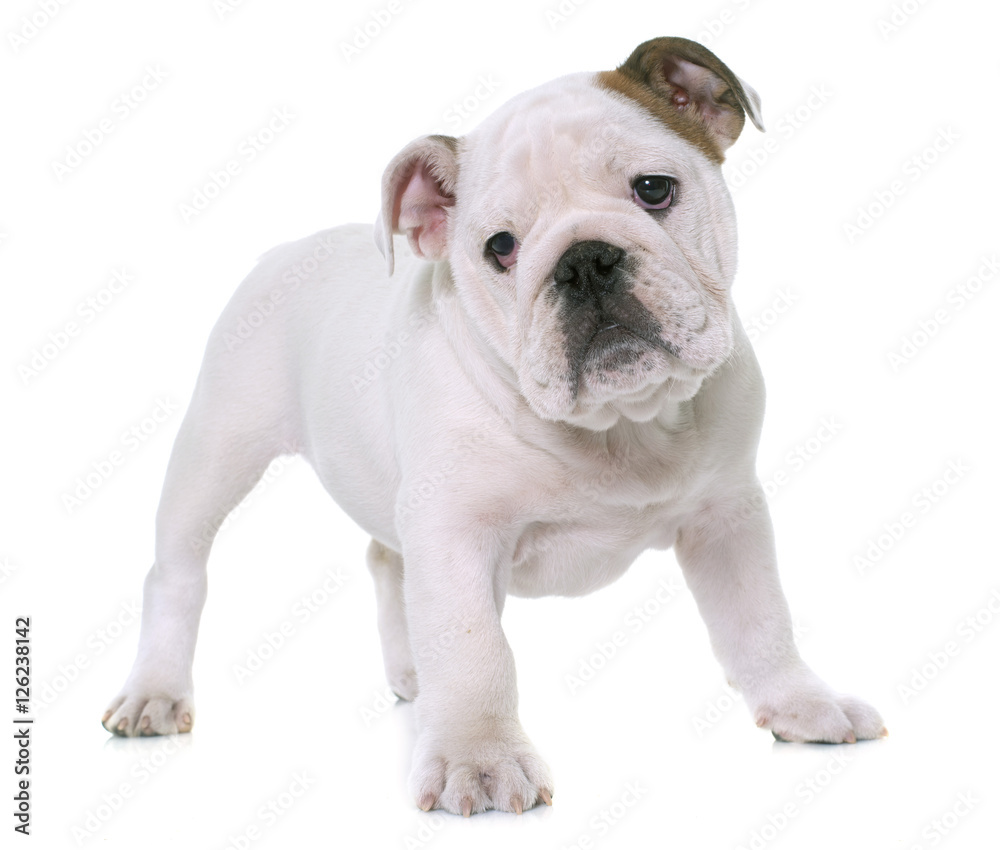 puppy english bulldog