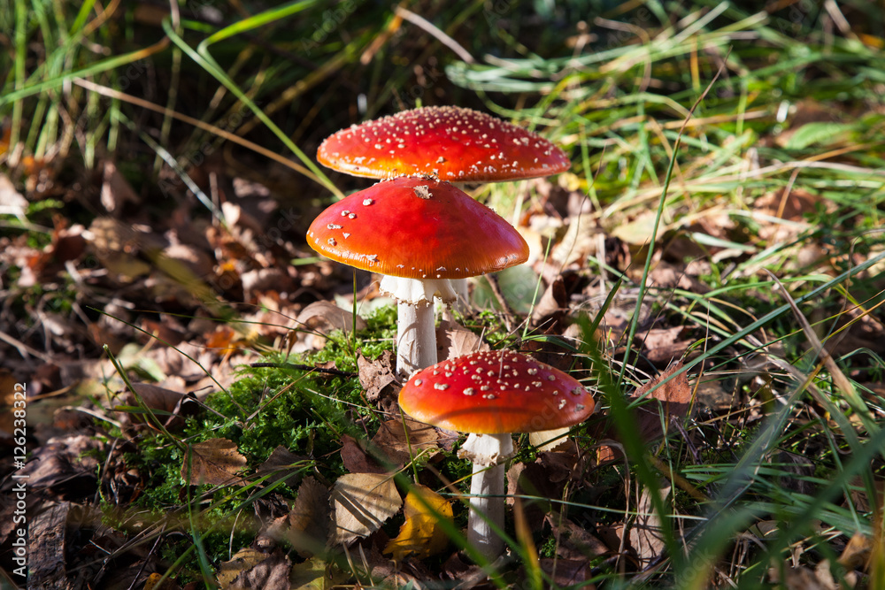 Fliegenpilz in der Moor und Filz Landschaft Kendlmühlfilz Fliegenpilz in der Moor und Filz Landschaft Kendlmühlfilz