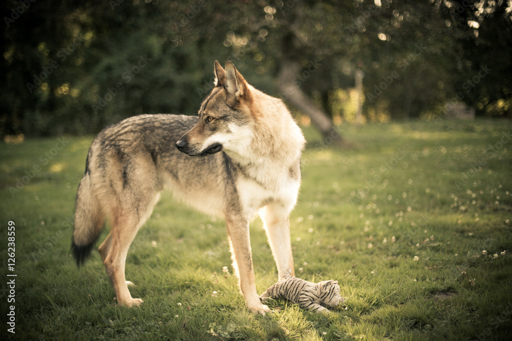 Chien loup Chien loup