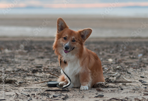 Photo of a dog with the lead (breed welsh pembroke corgi fluffy, red colored) sitting on the sand on a beach on the sun set, smiling and looking directly at photographer