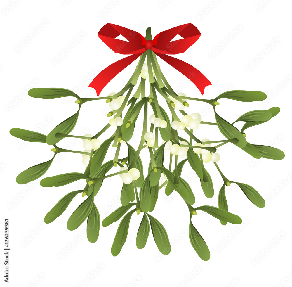 Mistletoe. Hand drawn vector illustration of mistletoe sprigs with red