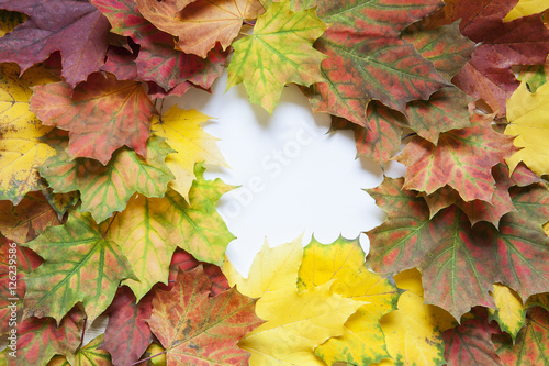Colorful autumn background of maple leaves. With white space in the middle.