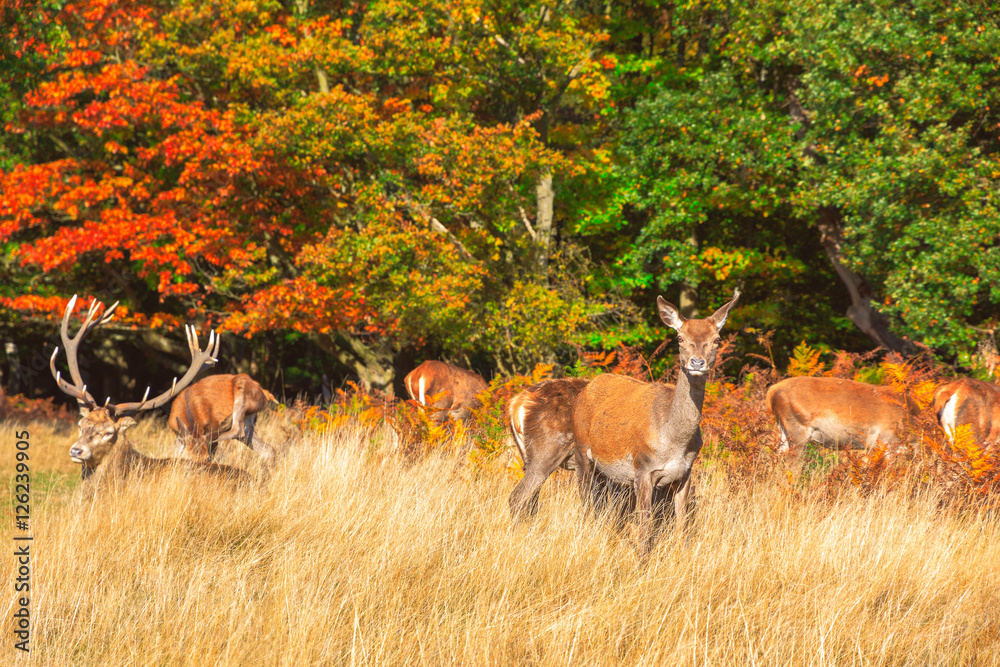 Obraz premium Red deer in Richmond Park, London