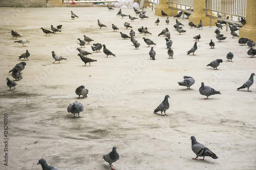 group/flock of pigeon or dove birds eating food on concrete floor/ground in Thailand.