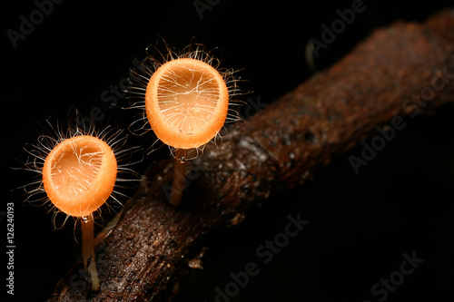Cookeina tricholoma photo
