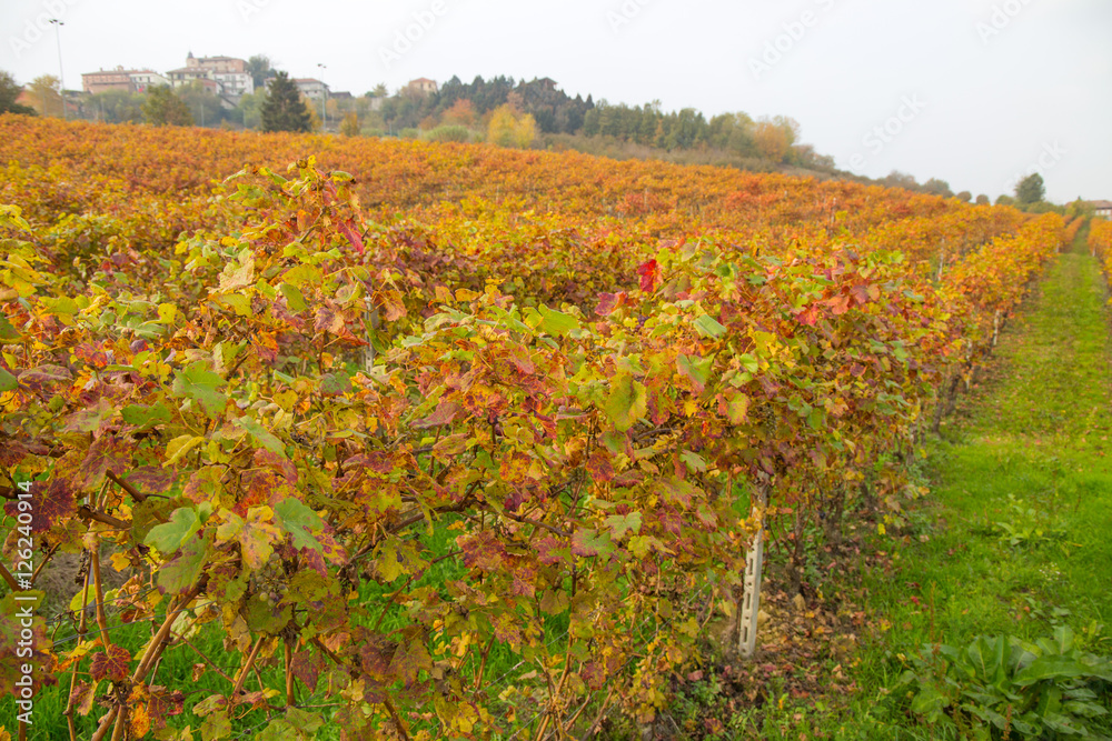 Colorful Rows of Vineyard in Wine Growing in autumn /Italy/ Europe Colorful Rows of Vineyard in Wine Growing in autumn /Italy/ Europe