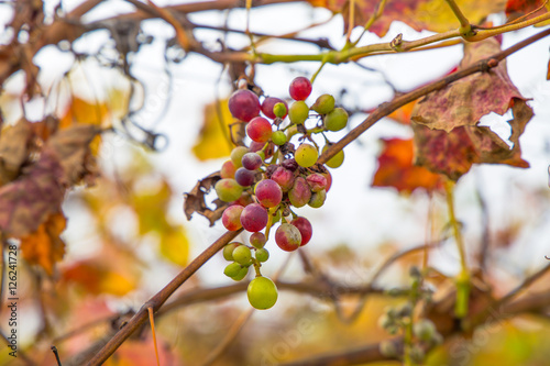 Bunch of grapes on the vine with colorful autumn leaves