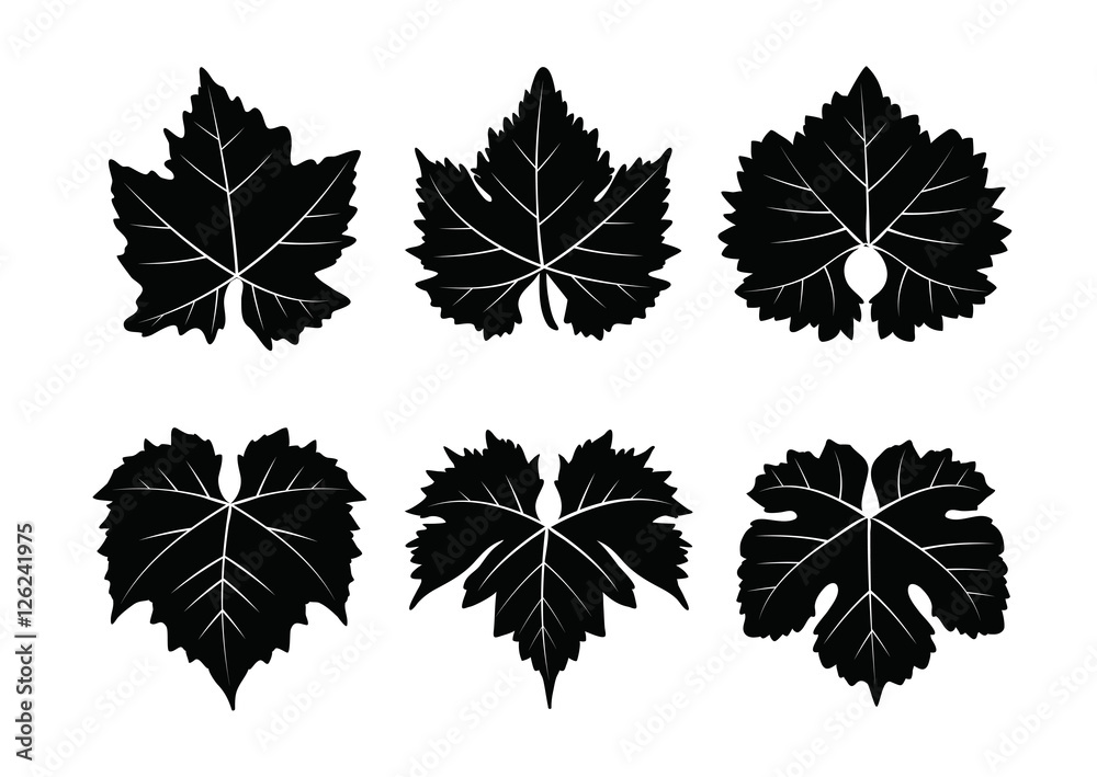 collection_of_vector_wine_leaves Adobe Stock