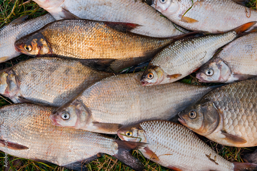 Pile of the common bream fish, crucian fish, roach fish, bleak f