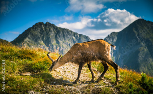 Fototapeta Naklejka Na Ścianę i Meble -  Beautiful chamois mountain goat in natural habitat