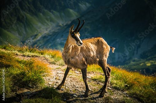 Fototapeta Naklejka Na Ścianę i Meble -  Beautiful chamois mountain goat in natural habitat
